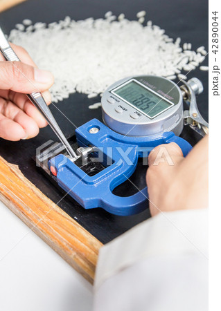 Scientists, research of rice. 42890044