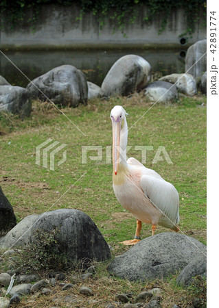 ペリカン ペリカン 42891774