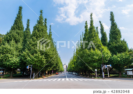 明治神宮外苑のイチョウ並木 42892048