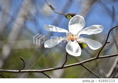コブシ（辛夷） 42892113