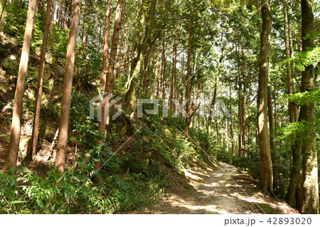 安土城址 安土城址 42893020