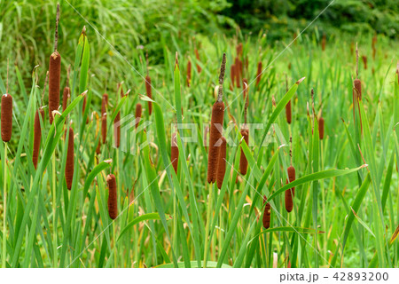 ガマの穂 42893200