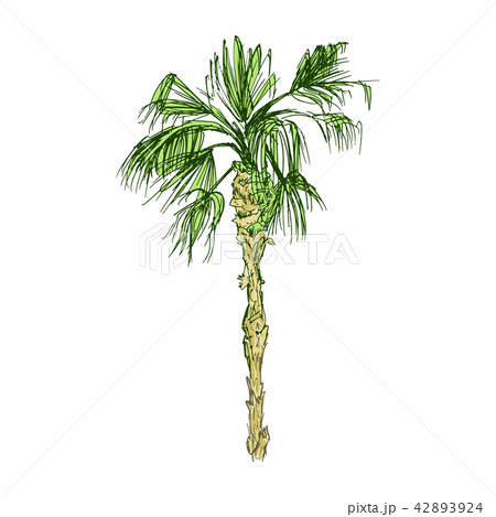 Coconut palm or queen palmae with leaves 42893924