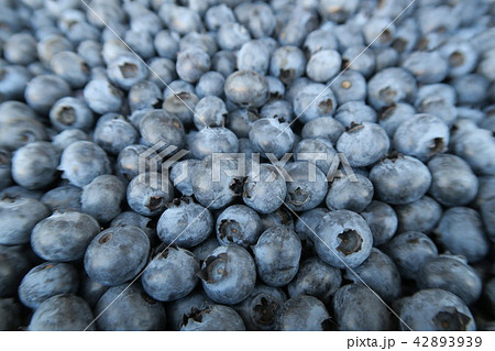 ブルーベリー 42893939