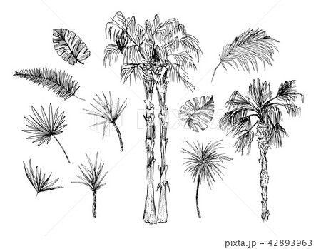 Coconut palms sketch or queen palmae with leaves 42893963