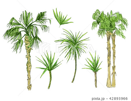 Coconut palms or queen palmae with leaves 42893966
