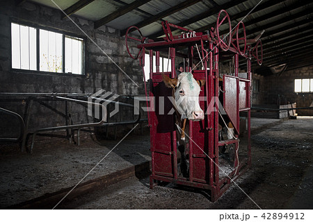 animal health concept, Cow in a cage prepared for vaccination and hoof cleaning, in a cowshed. 42894912