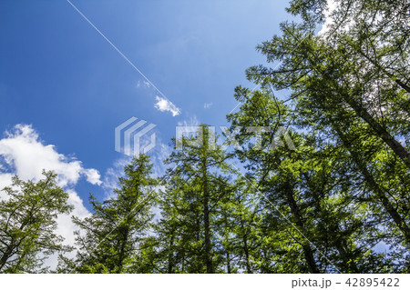 長野県 上高地 42895422