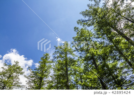 長野県 上高地 42895424