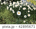 フランス菊 42895671