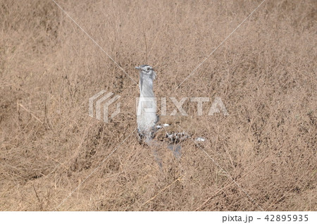 タンザニア、ンゴロンゴロ保全地域、アフリカオオノガン タンザニア、ンゴロンゴロ保全地域、アフリカオオノガン 42895935