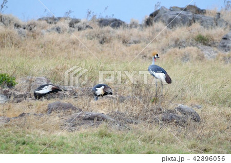 タンザニア、ンゴロンゴロ保全地域、カンムリヅル タンザニア、ンゴロンゴロ保全地域、カンムリヅル 42896056