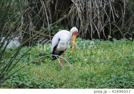 タンザニア、ンゴロンゴロ保全地域、アフリカトキコウ タンザニア、ンゴロンゴロ保全地域、アフリカトキコウ 42896057