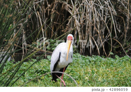 タンザニア、ンゴロンゴロ保全地域、アフリカトキコウ タンザニア、ンゴロンゴロ保全地域、アフリカトキコウ 42896059