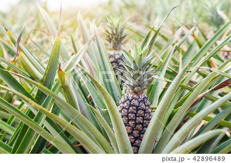 Pineapple on tree in summer. 42896489
