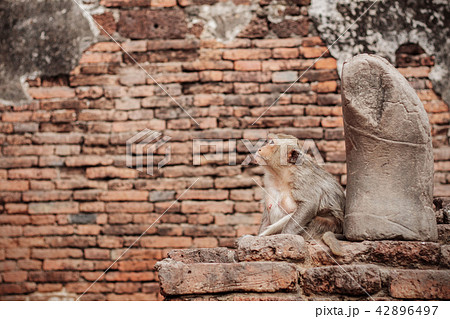 Monkey with statue in a zoo. Monkey with statue in a zoo. 42896497