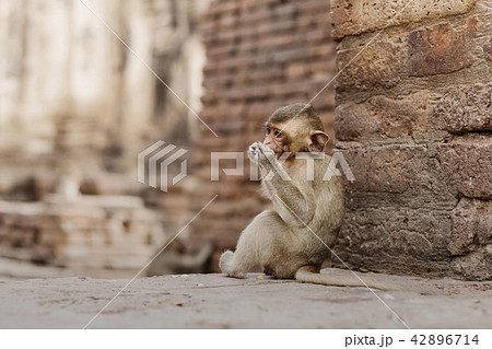 Baby monkey are eating food. Baby monkey are eating food. 42896714
