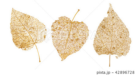 Set of golden leaves skeletons. Fallen foliage for autumn designs. Natural leaf of aspen and birch 42896728