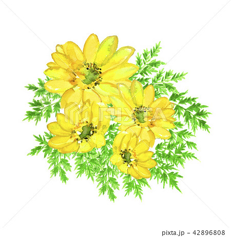 福寿草 お正月 年賀状 黄色の花 白バック 水彩画イラスト のイラスト素材