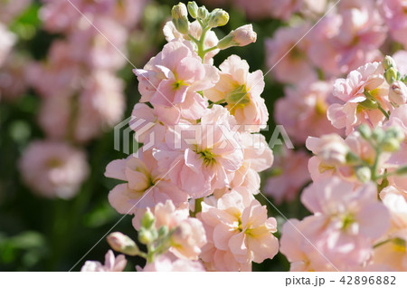 ストック ストック 42896882