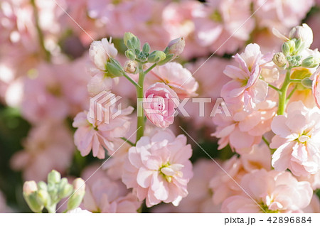 ストック 42896884