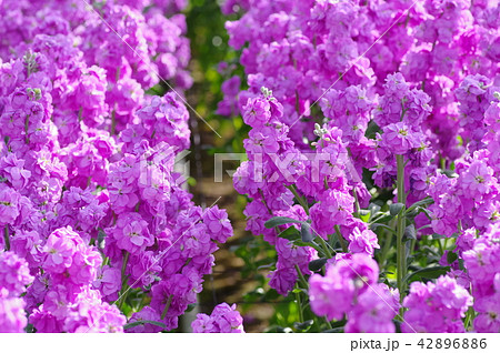 ストック ストック 42896886