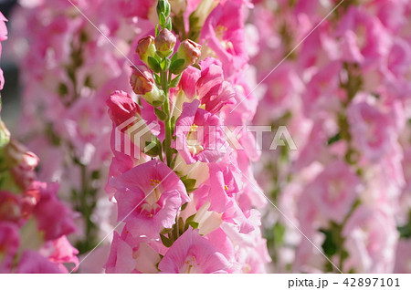 キンギョソウ キンギョソウ 42897101