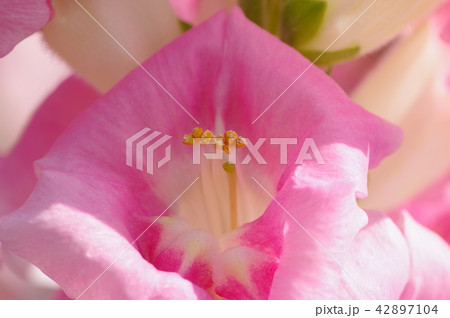 キンギョソウ キンギョソウ 42897104