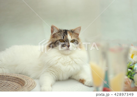 猫と桃のシャンパン 猫と桃のシャンパン 42897349