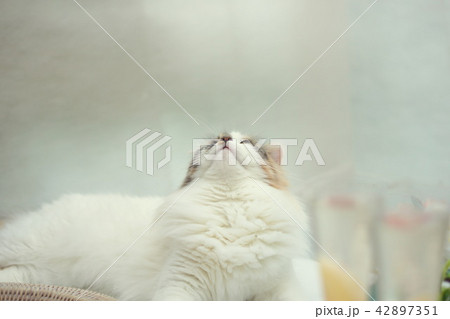 猫と桃のシャンパン 猫と桃のシャンパン 42897351