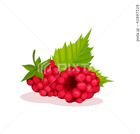 Two pink raspberries with green leaves. Healthy food. Sweet berries. Decorative flat vector element 42897528