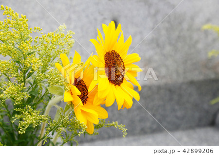 霊園の墓石と花 42899206