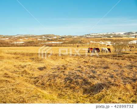 Icelandic horse in field in Iceland Icelandic horse in field in Iceland 42899732