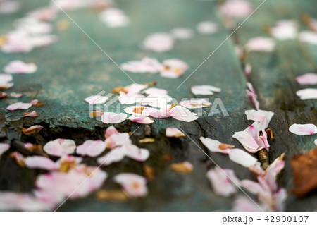 桜 ピンク 背景 42900107
