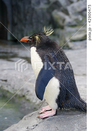 Images Of 岩飛びペンギン Japaneseclass Jp