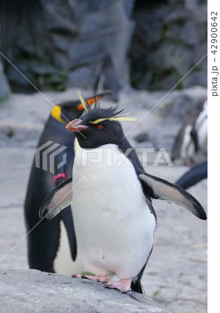 イワトビペンギン イワトビペンギン 42900642