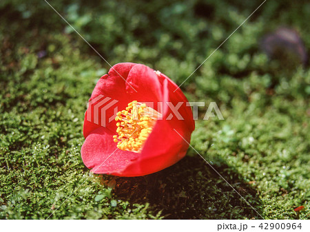 赤い椿の花 赤い椿の花 42900964