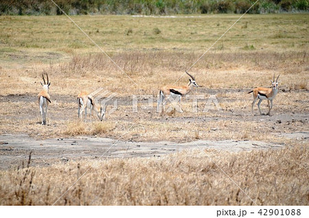 タンザニア ンゴロンゴロ保全地域 トムソンガゼルの写真素材