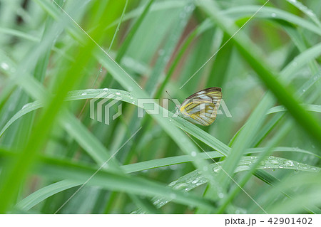 Butterfly feeding on green leaf Butterfly feeding on green leaf 42901402