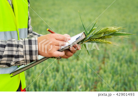 Farmer on cereal field in windy day 42901493