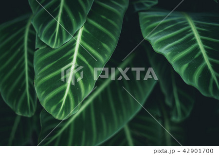 green leaves Background nature In dark tone 42901700