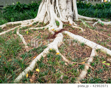 The roots of the banyan tree The roots of the banyan tree 42902071