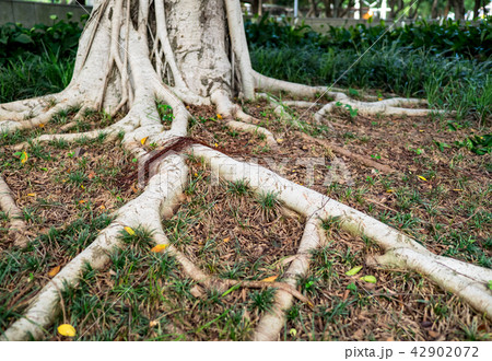 The roots of the banyan tree 42902072