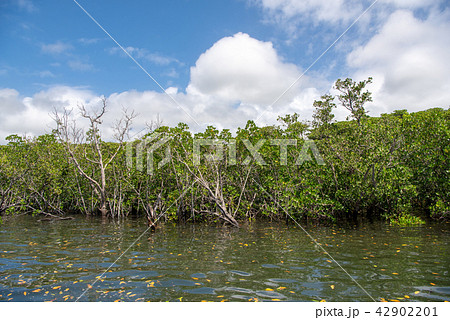 西表島　仲間川のマングローブ 42902201