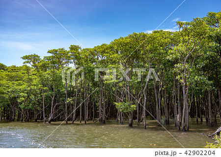 西表島 仲間川のマングローブ 西表島 仲間川のマングローブ 42902204