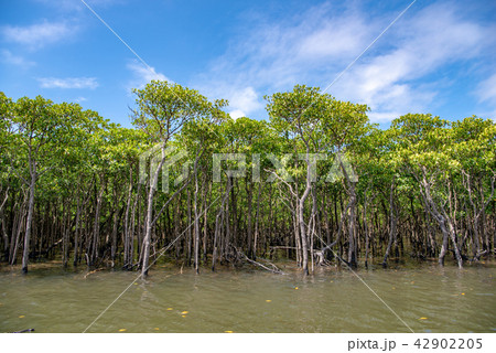 西表島　仲間川のマングローブ 42902205