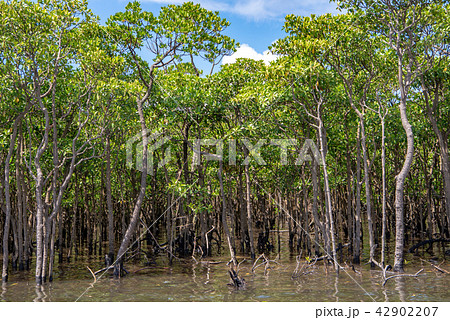 西表島　仲間川のマングローブ 42902207