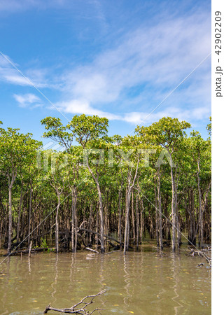 西表島　仲間川のマングローブ 42902209