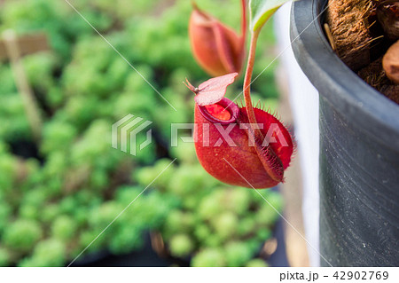 tropical pitcher plant with many flower cups 42902769