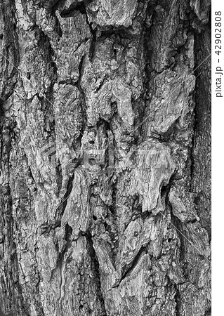 Macro of a bark  in black and white creates  42902808